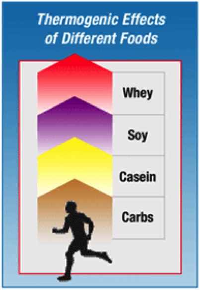 Whey Protein's Benefits for Aging